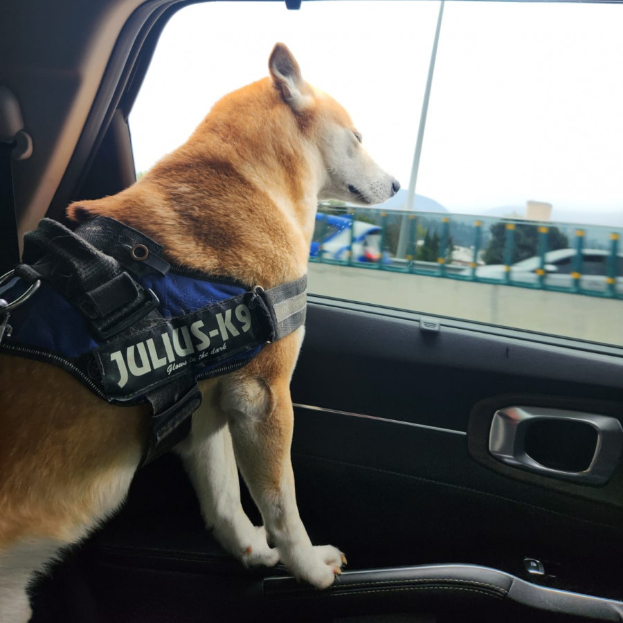 YOSHI | Raza Shiba Inú | Final Feliz