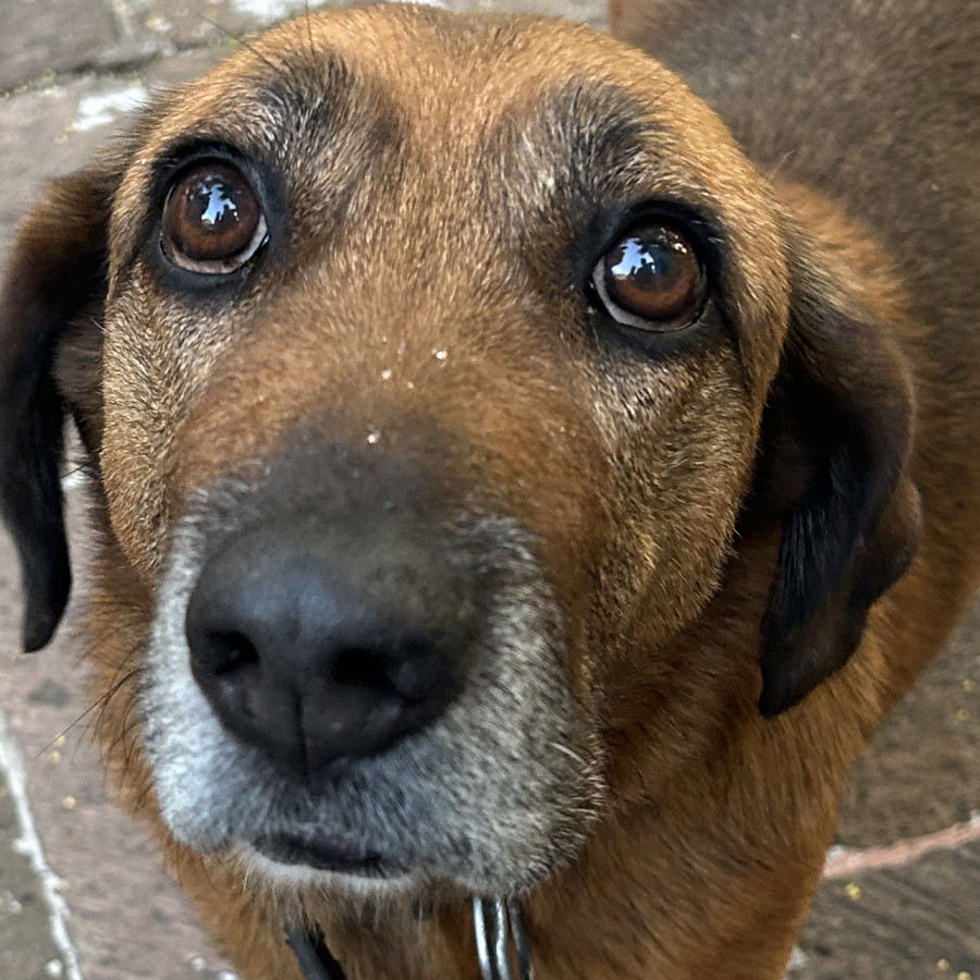  | Raza Mestiza, cruza de Dachshund o Salchicha | Encontrada
