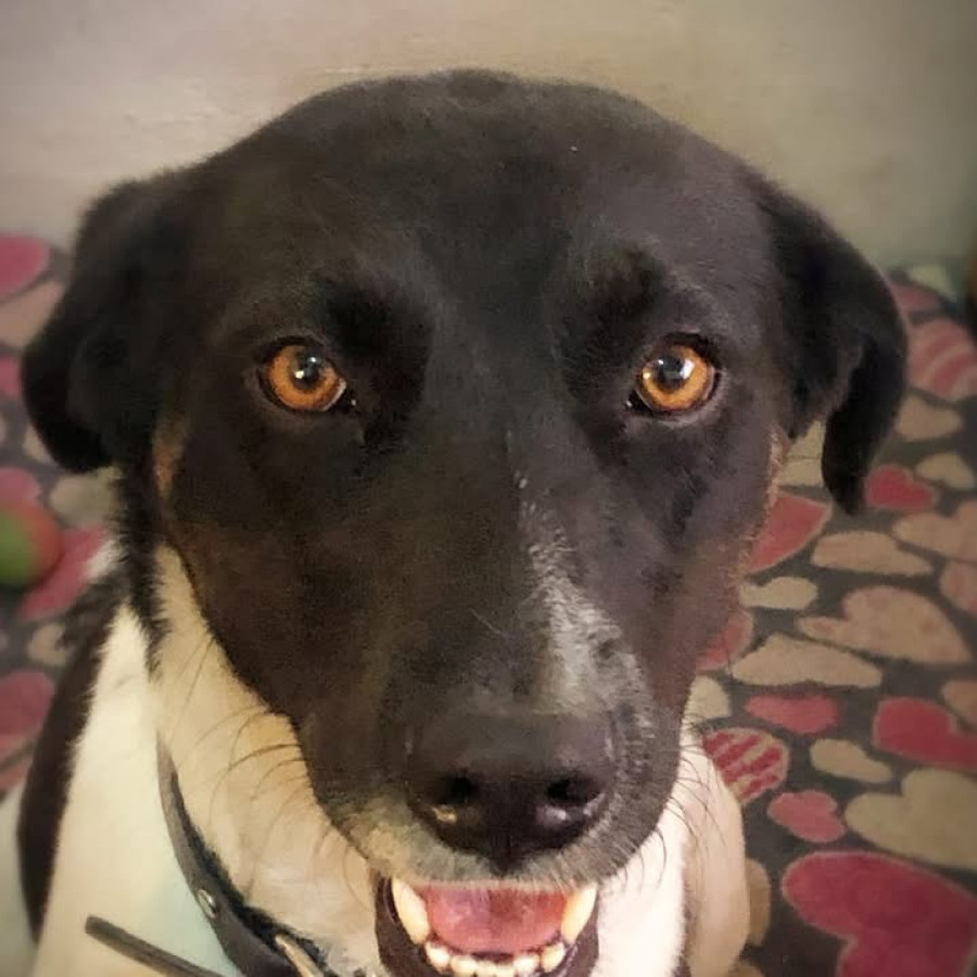 HELA | Raza Mestiza | Perdida