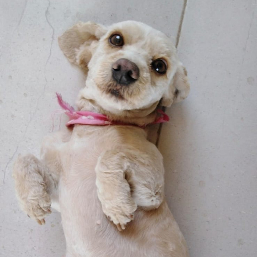 OBITO | Raza Mestiza, cruza de French Poodle | Perdida