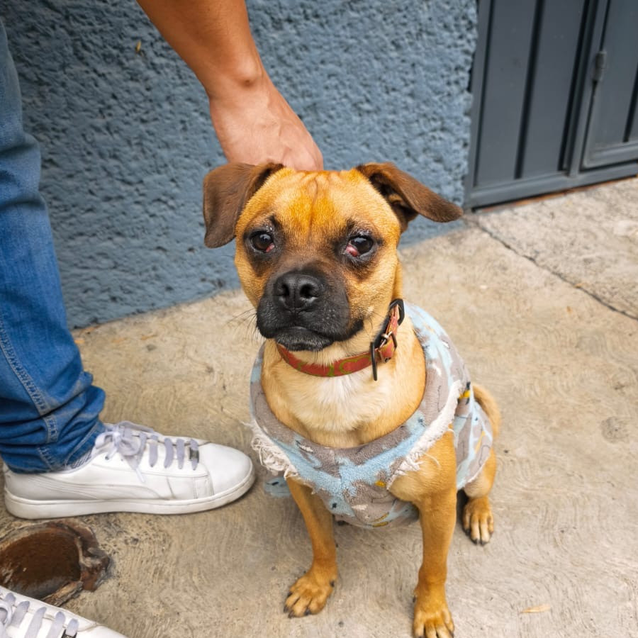  | Raza Mestizo, cruza de Pug o Carlin | Encontrado