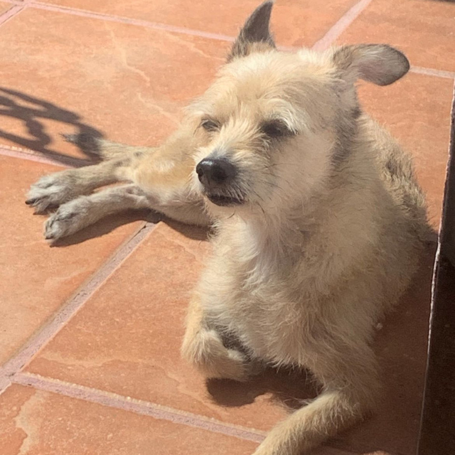 GORDA | Raza Mestiza, cruza de Chihuahua | Perdida