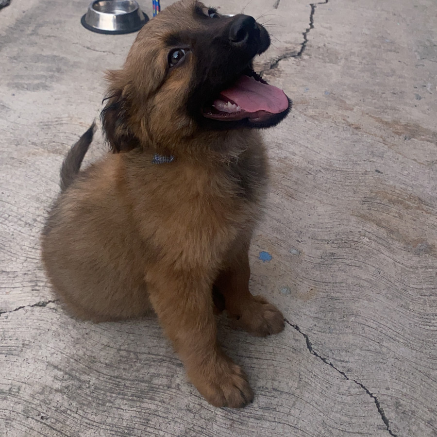 CANELO | Raza Mestizo, cruza de Pastor Belga Malinois | En Adopción