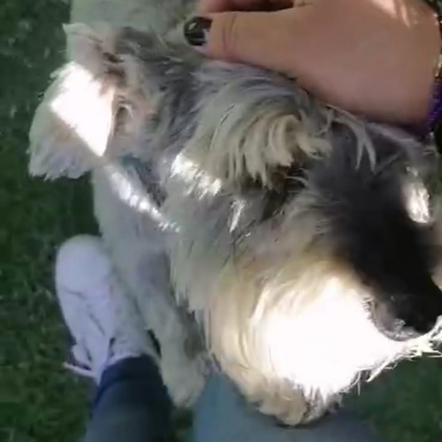 JAKE | Raza Schnauzer Estándar | Final Feliz