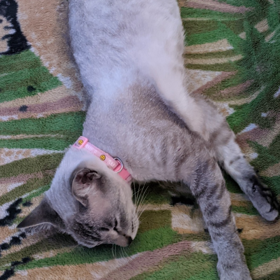 BELLA | Raza Aslan o Siamés moderno, punto tabby | Perdida