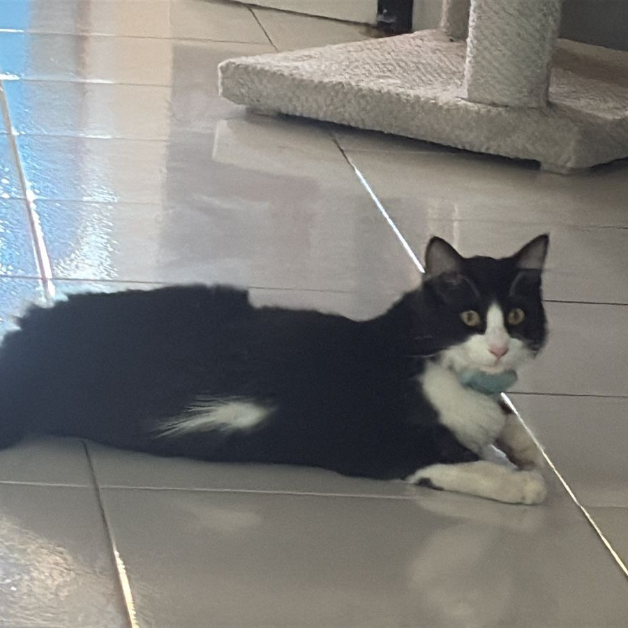 ZEUS | Raza Doméstico Americano de Pelo Semilargo | Perdido