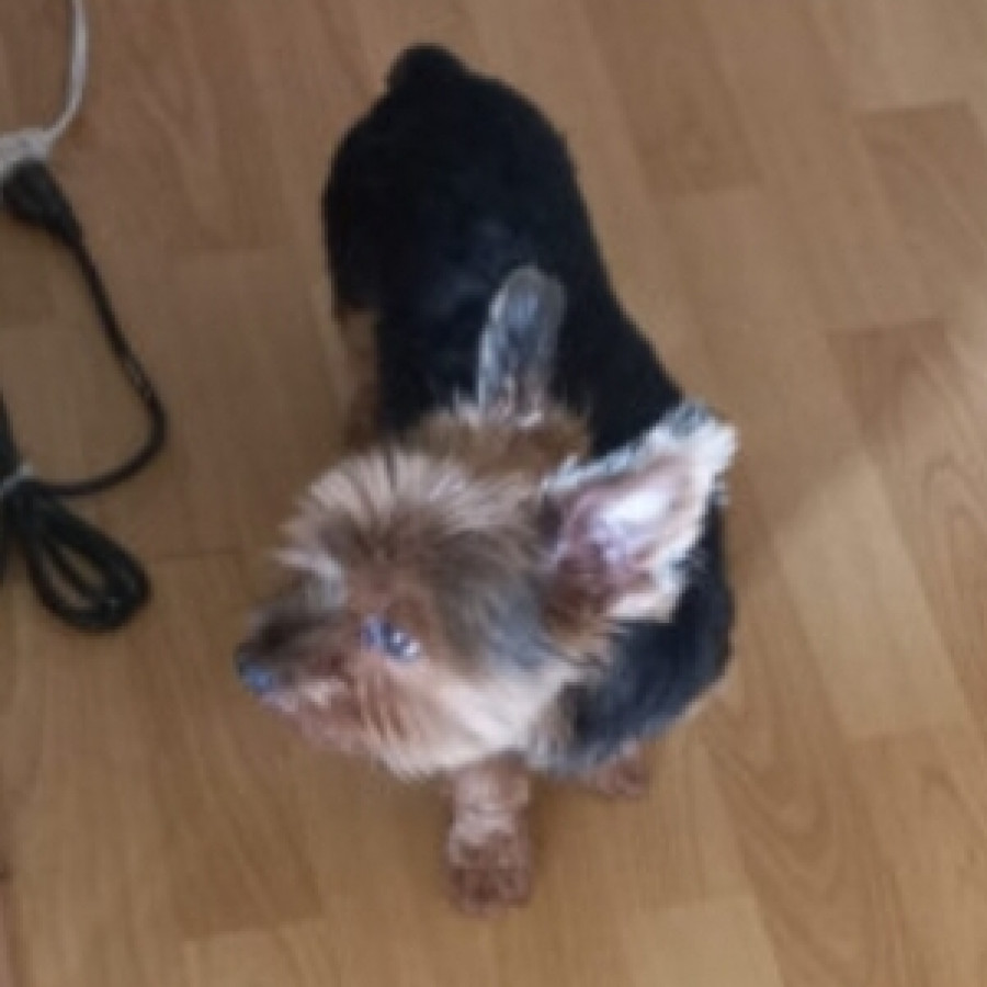  | Raza Yorkshire Terrier (Yorkie) | Final Feliz