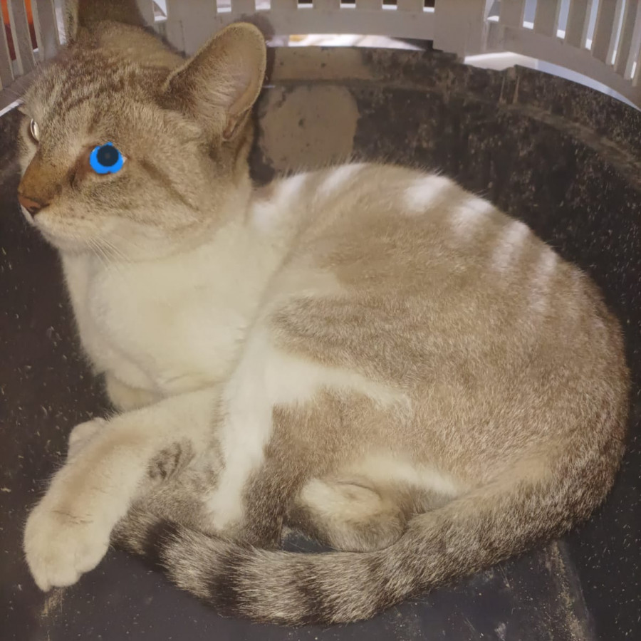  | Raza Aslan o Siamés moderno, punto tabby | Encontrada