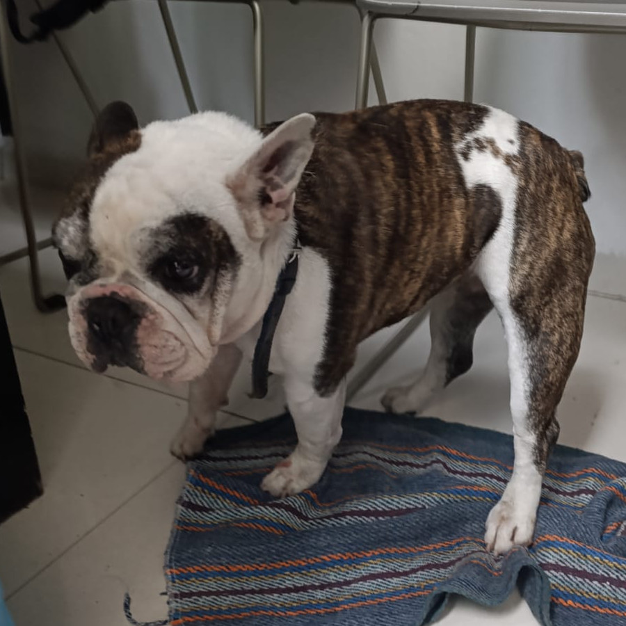 | Raza Bulldog Francés  | Final Feliz