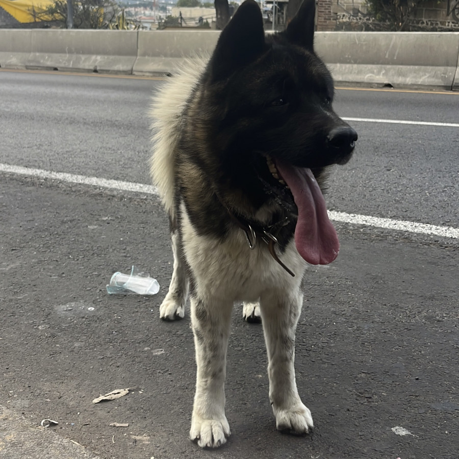  | Raza Akita Americano   | Encontrado