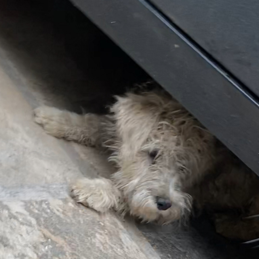OSEA | Raza Mestizo, cruza de Schnauzer con French Poodle,  (Schnoodle) | Perdido