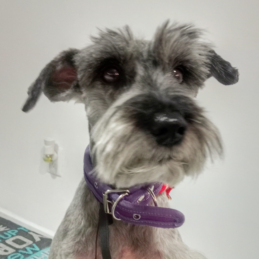 MIKA | Raza Schnauzer | Perdida