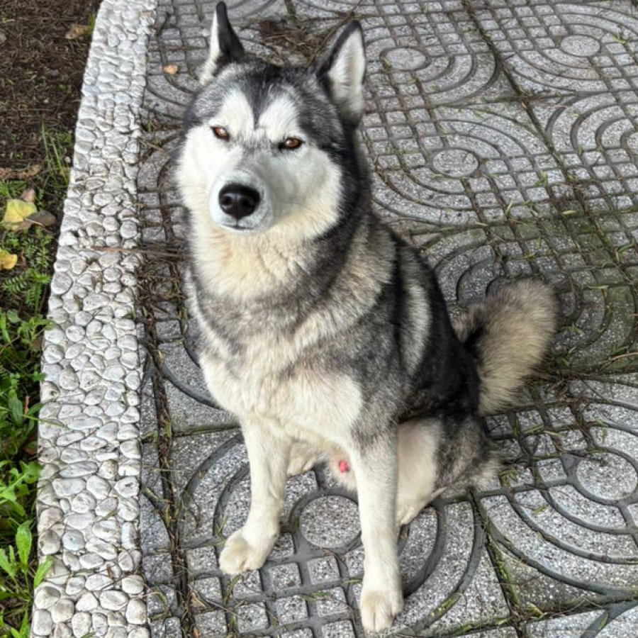  | Raza Husky Siberiano | Encontrado
