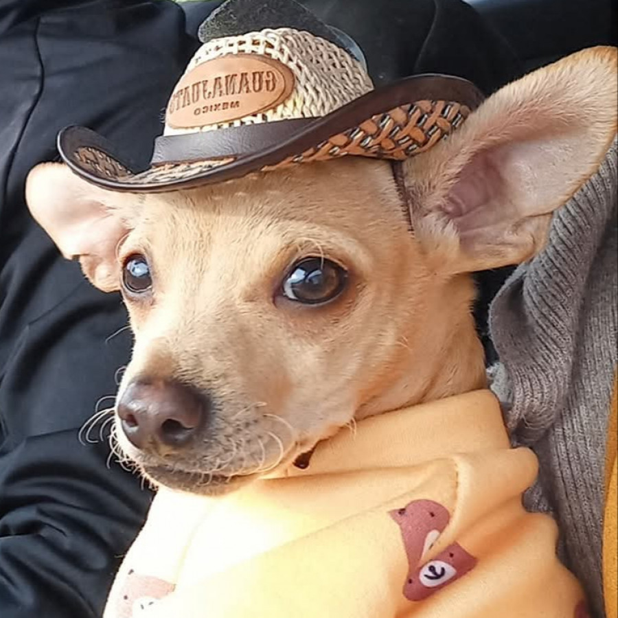 COCO | Raza Chihuahua | Perdido
