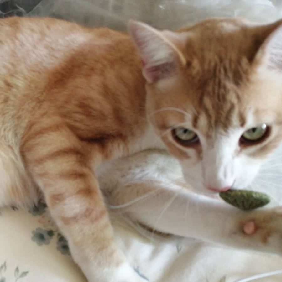 MOMO | Raza Doméstico Américano de Pelo Corto | Perdido