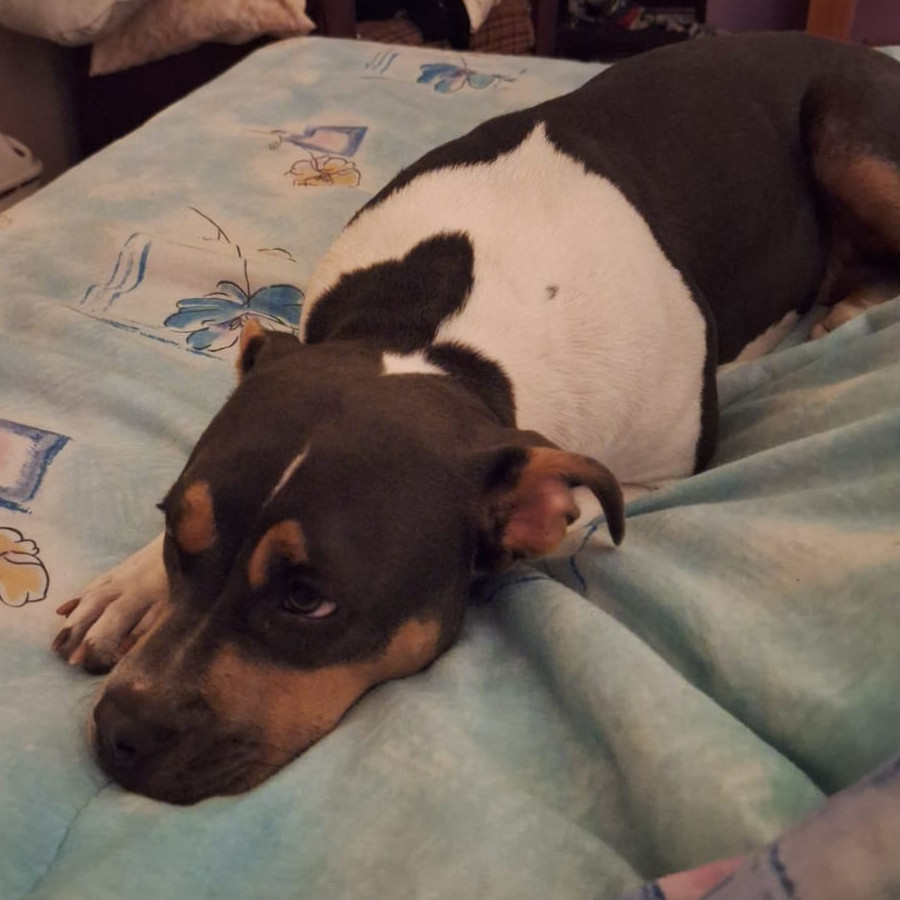 MUÑECA | Raza American Pitbull Terrier | Perdida