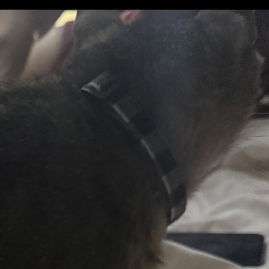 MICHA | Raza Doméstico Américano de Pelo Corto | Perdida