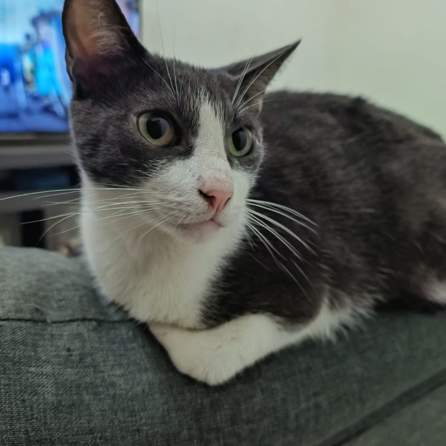 JUANITO | Raza Doméstico Américano de Pelo Corto | Perdido