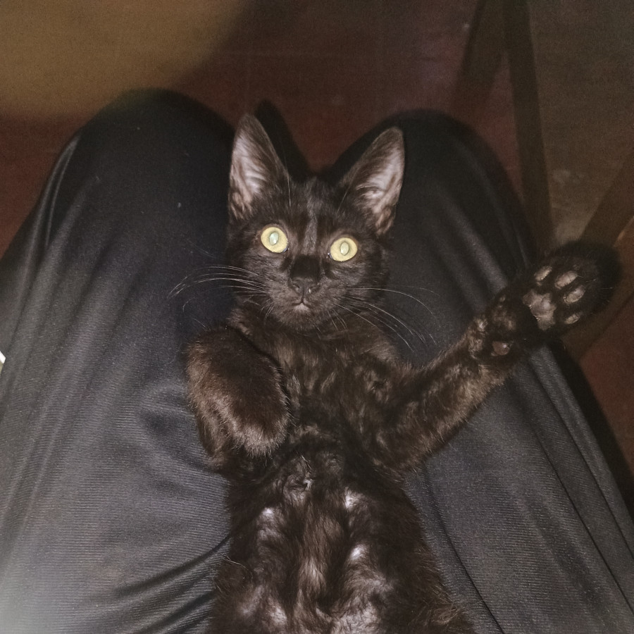 BINX | Raza Bombay | Perdido