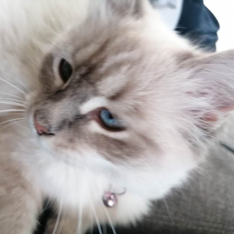 MUSHKIN | Raza Balinés punto tabby | Final Feliz