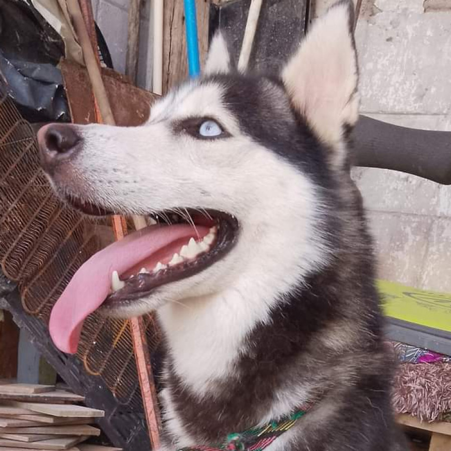 LUKA | Raza Husky Siberiano | Perdido