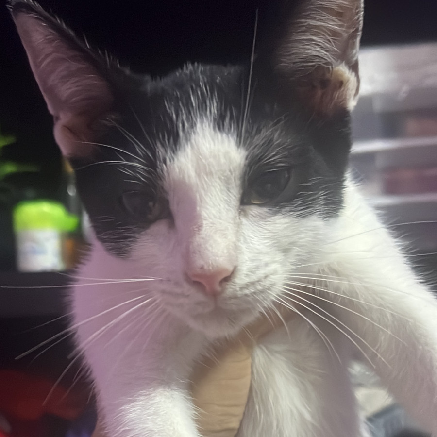 NICO | Raza Doméstico Américano de Pelo Corto | Perdido