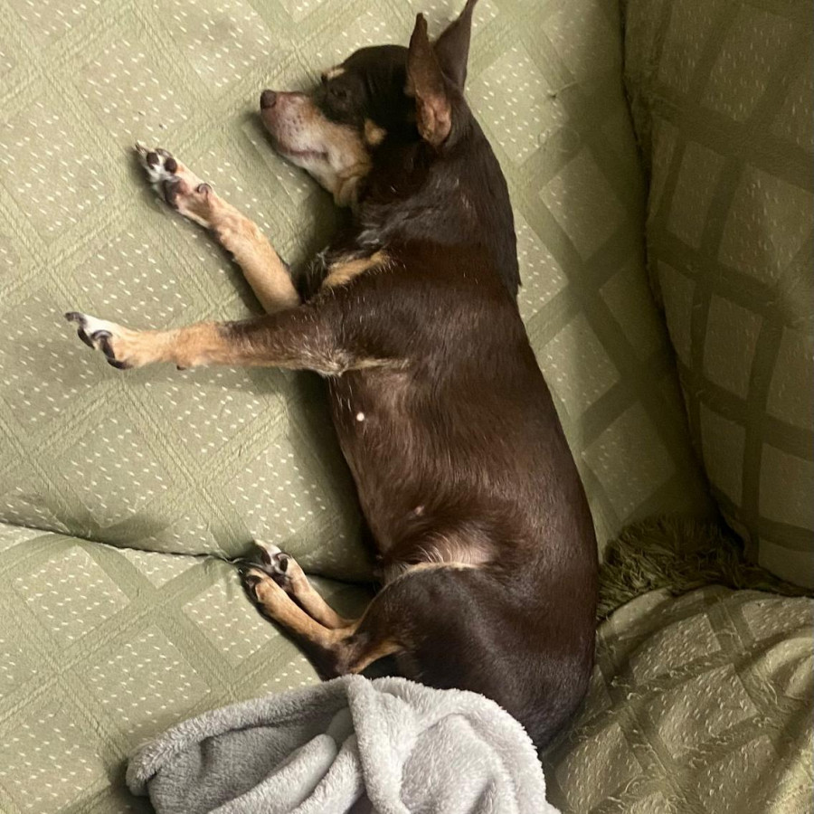 KELLY | Raza Chihuahua | Final Feliz