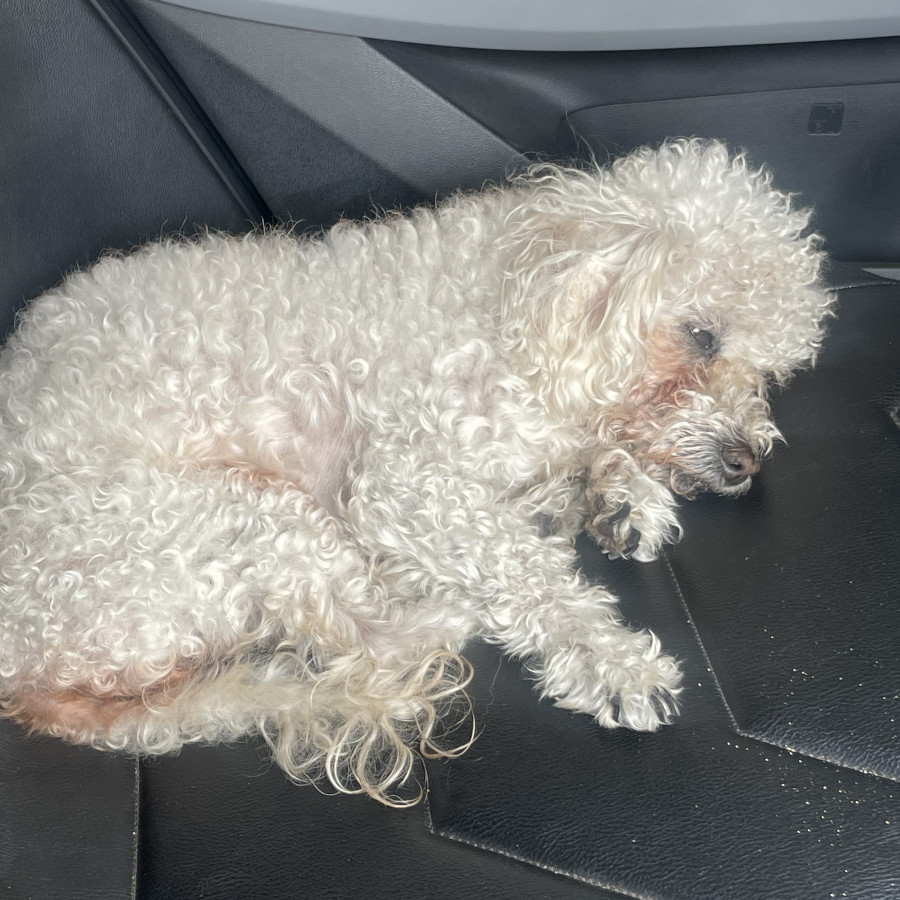 COQUETA | Raza French Poodle o Caniche | Perdida