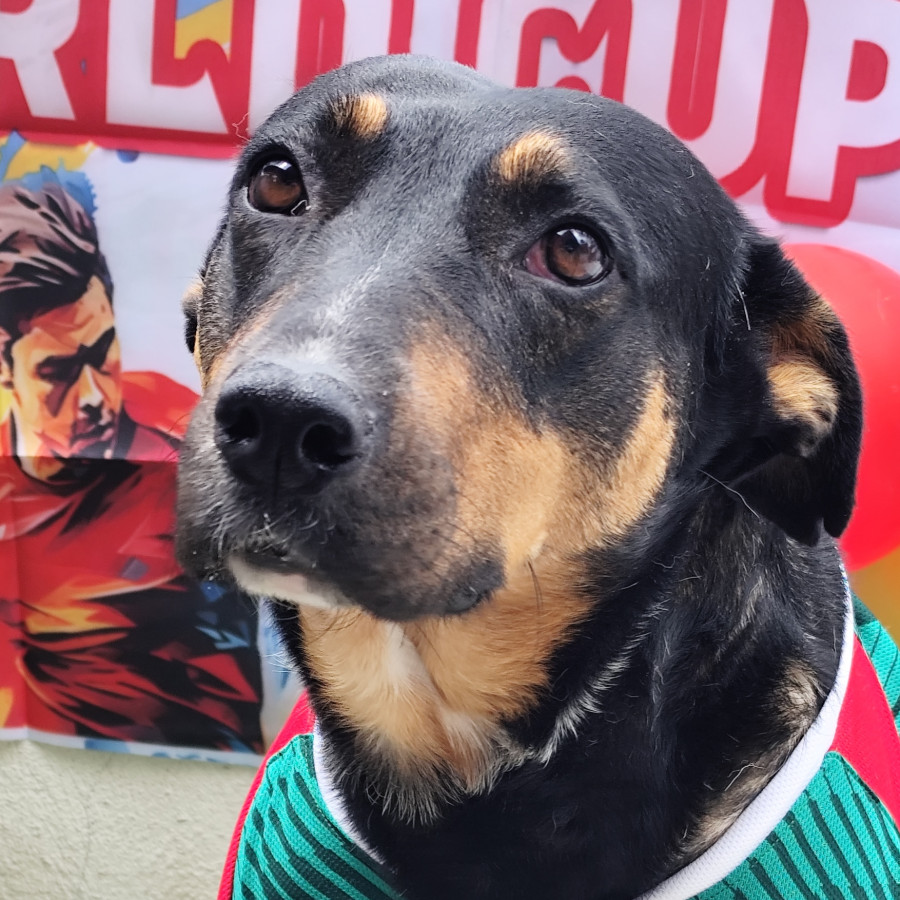 NEGRITA | Raza Mestiza | En Adopción