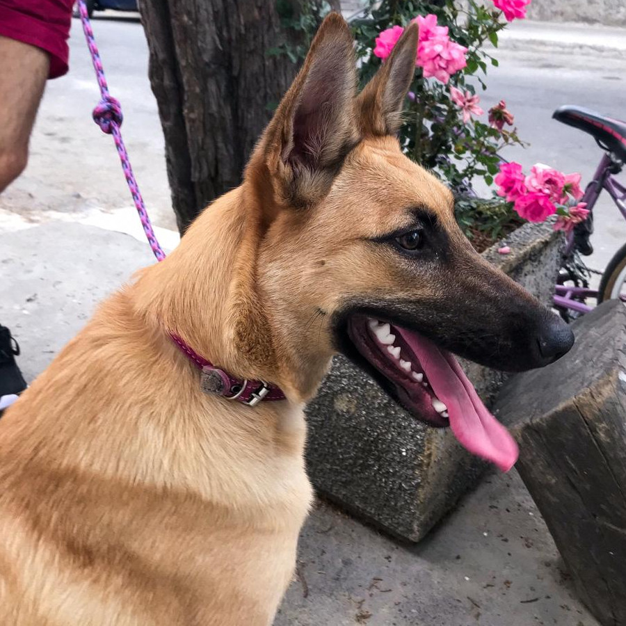 NALA | Raza Pastor Belga Maliniois | Perdida