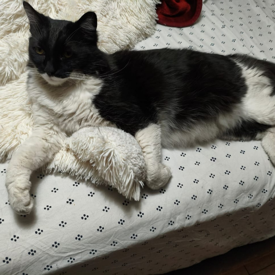 NICO | Raza Doméstico Americano de Pelo Semilargo | Perdido