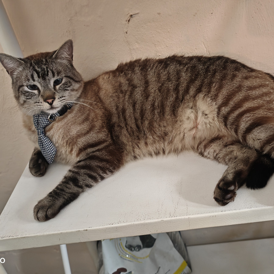 TONTÍN | Raza Aslan o Siamés Moderno Punto Tabby | Perdido