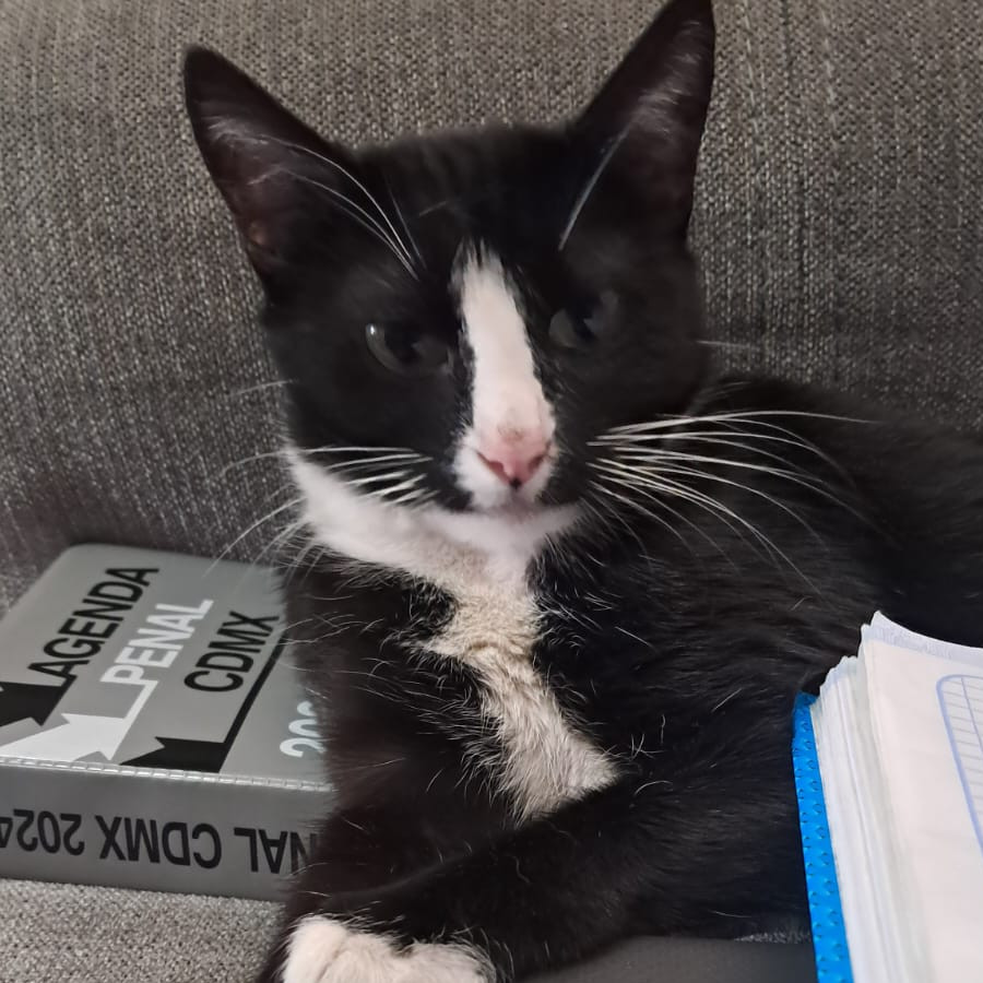 DULCE | Raza Doméstico Américano de Pelo Corto | Final Feliz