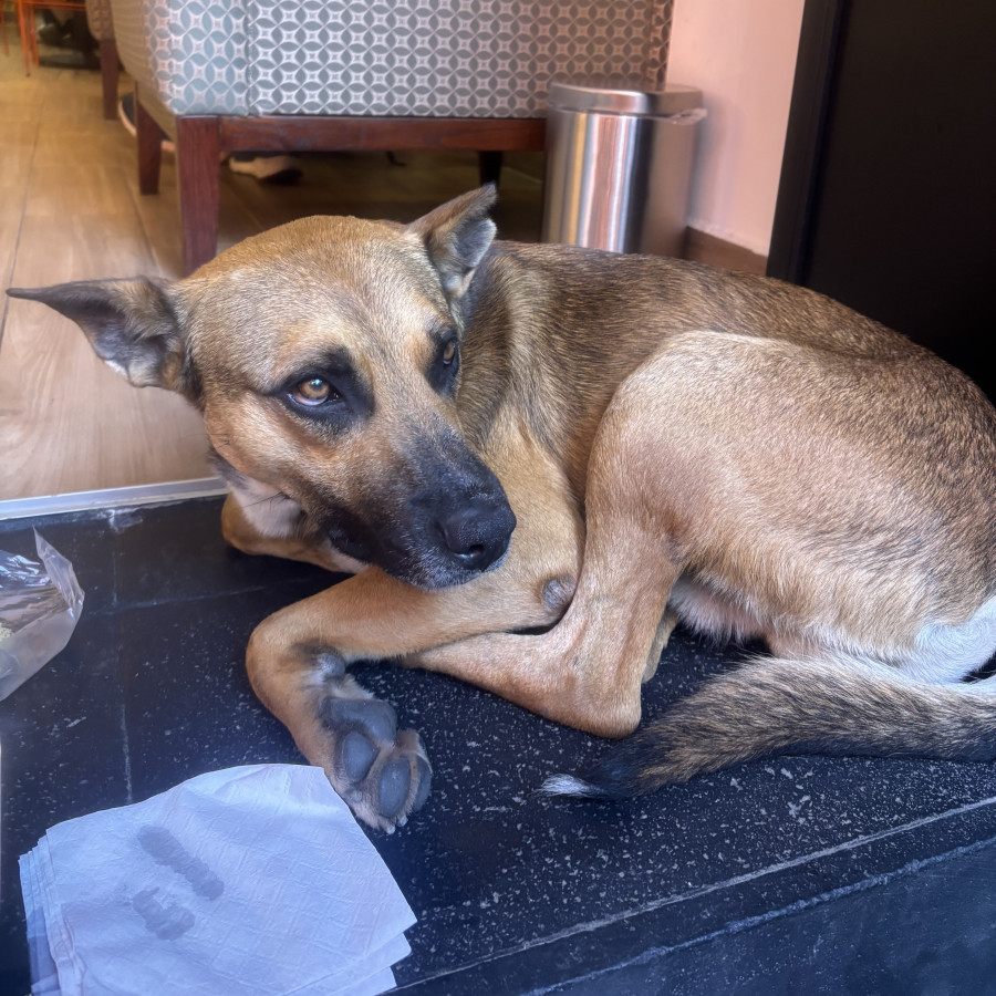  | Raza Mestizo, cruza de Pastor Belga Malinois | Encontrado