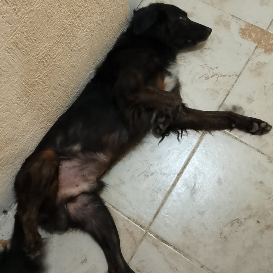 OSO | Raza Mestizo, cruza de Setter Irlandés | Perdido