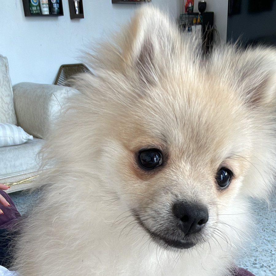 PIÑA | Raza Pomerania | Perdida