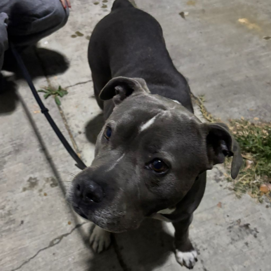  | Raza American Pitbull Terrier | Encontrado