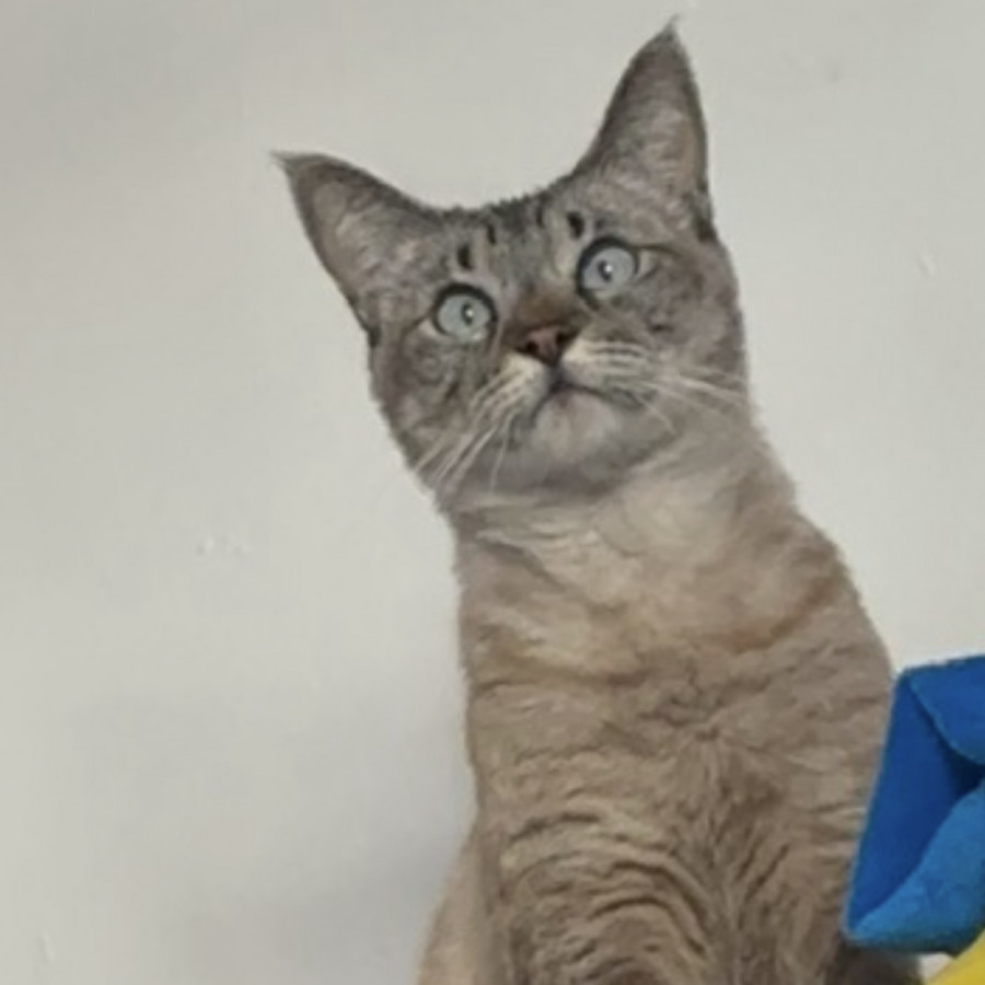 LUNA | Raza Aslan o Siamés moderno, punto tabby | Perdida