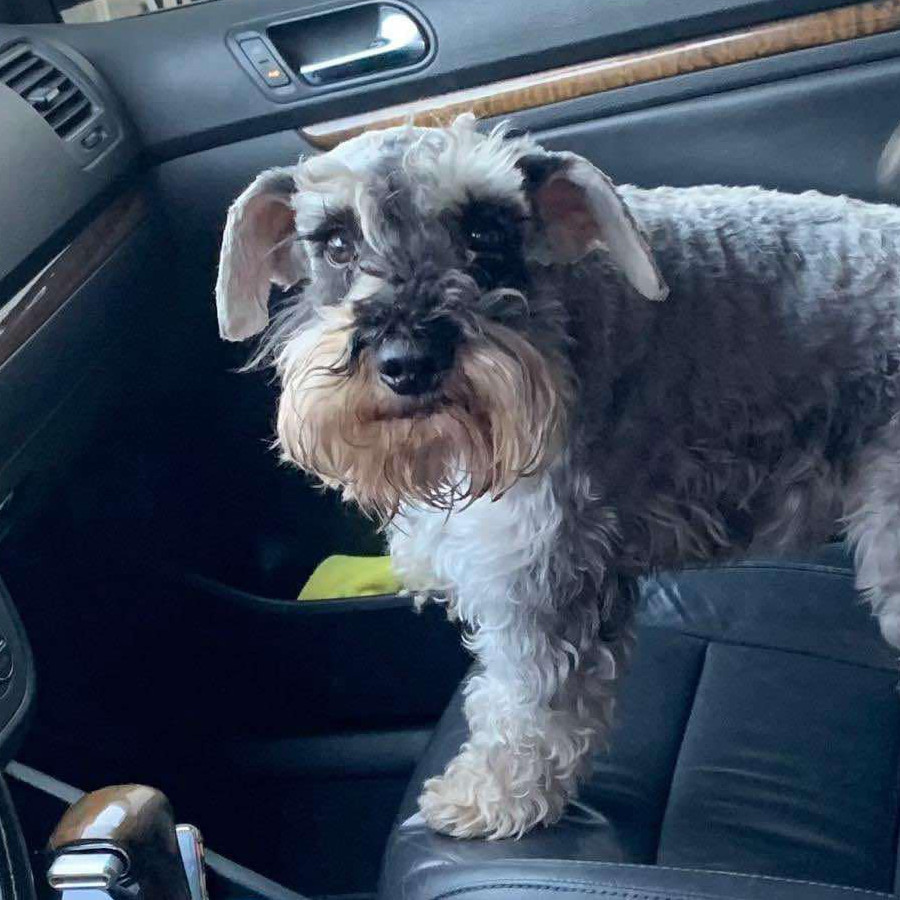 NICKI | Raza Schnauzer | Perdido