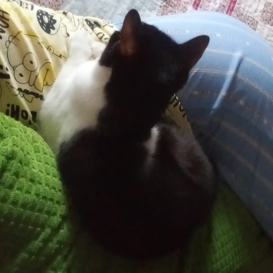 LOKY | Raza Doméstico Américano de Pelo Corto | Perdido