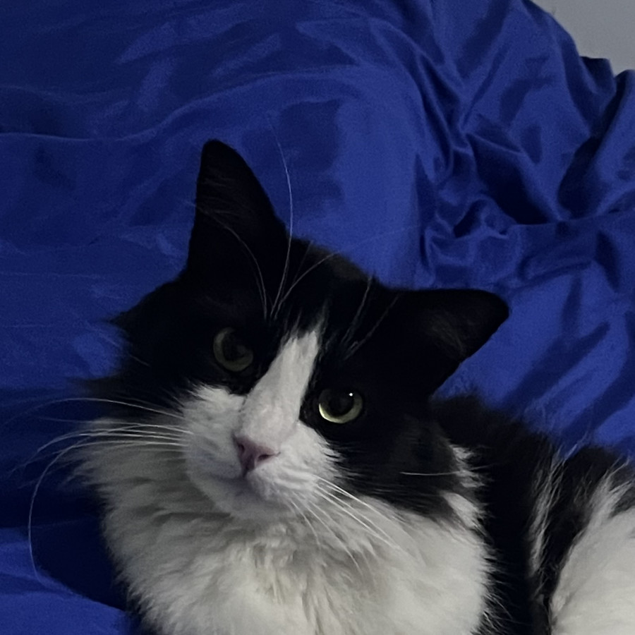 TZUCO | Raza Doméstico Americano de pelo semilargo | Perdido