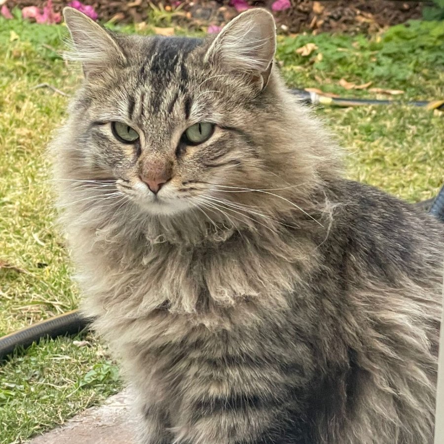 LOCKY | Raza Doméstico Américano de Pelo Largo | Perdido