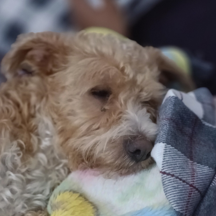 MIMI | Raza Mestiza | En Adopción