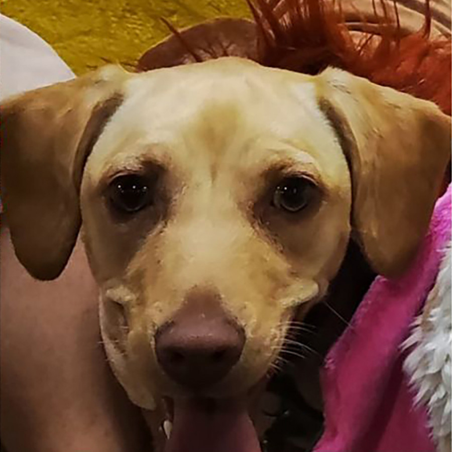 MIEL | Raza Mestiza, cruza de Labrador | Final Feliz