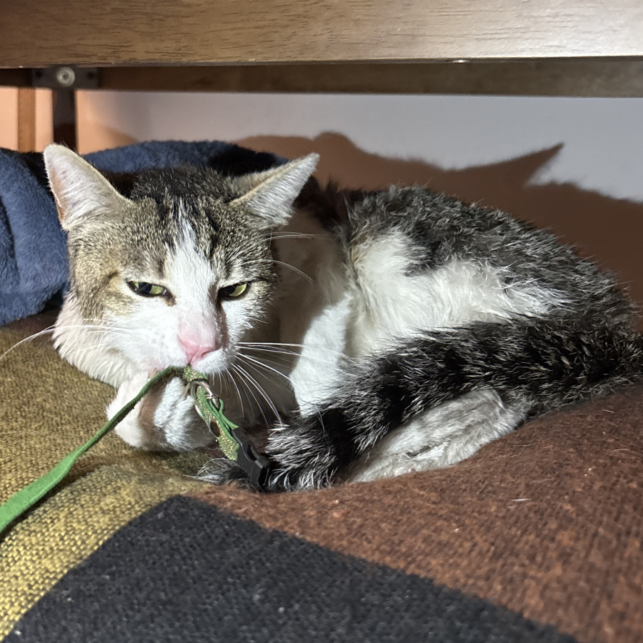  | Raza Doméstico Américano de Pelo Corto | Encontrado