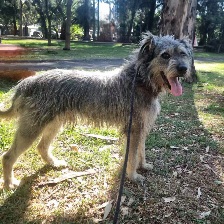  | Raza Mestizo, cruza de Schnauzer | Encontrado