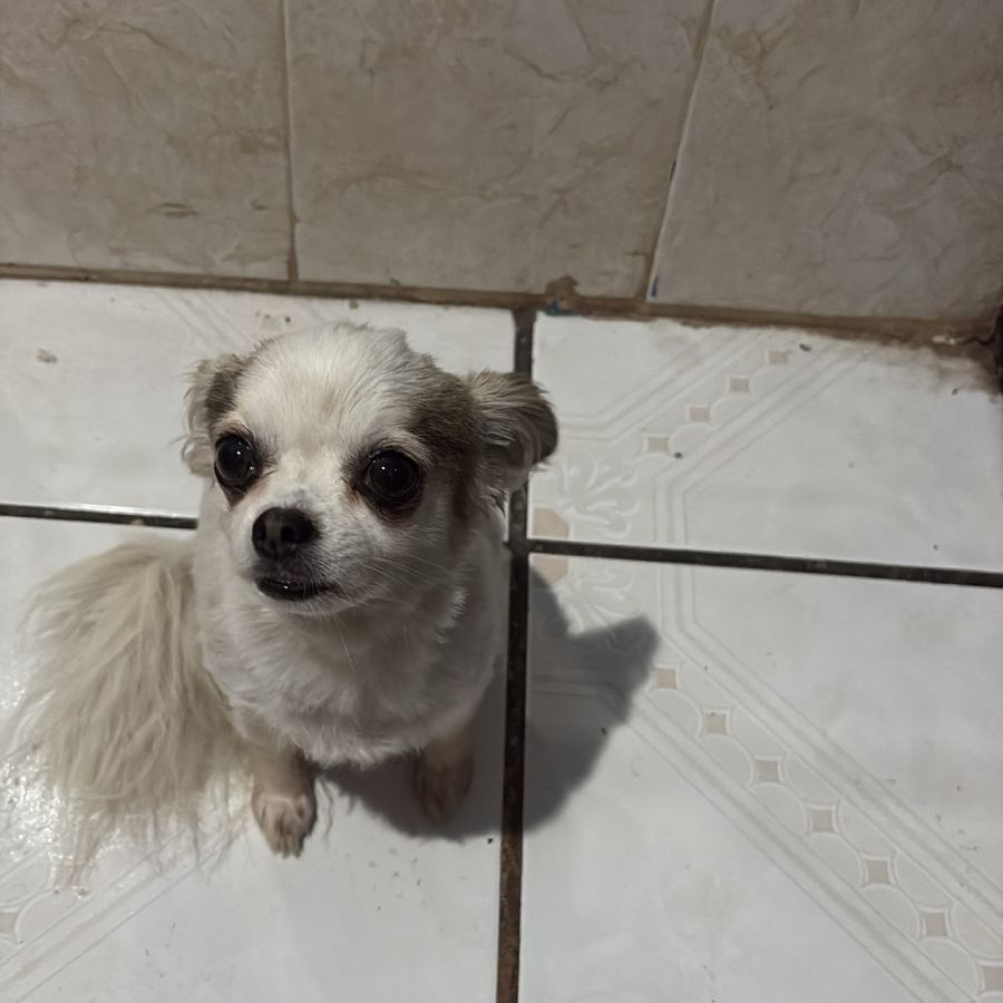 LOLA | Raza Mestiza, cruza de Chihuahua | Perdida