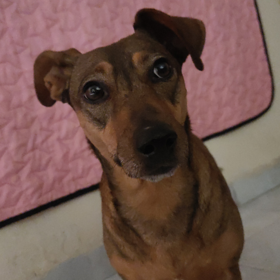  | Raza Mestiza, cruza de Dachshund o Salchicha | Encontrada