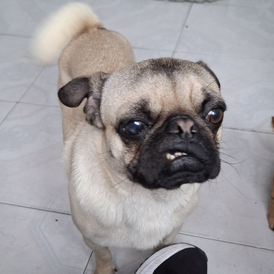 CHATO | Raza Pug o Carlin | Perdido