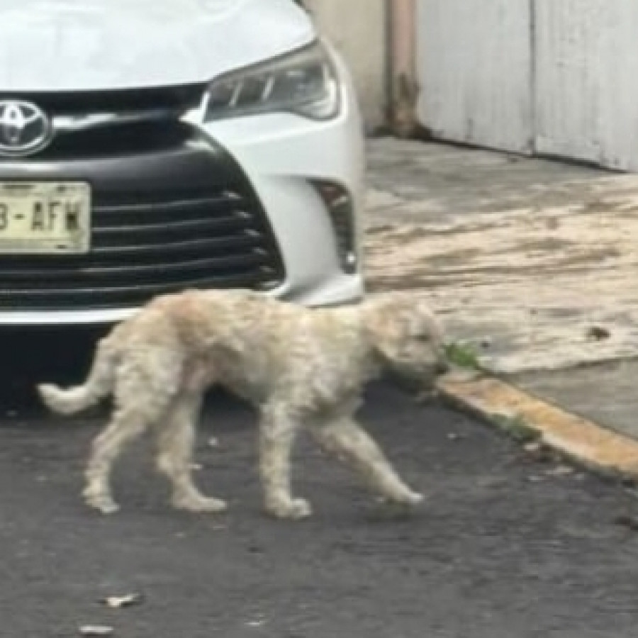 CHEETO | Raza Mestizo, cruza de French Poodle con Maltés,  (Maltipoo). | Perdido